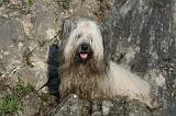 SKYE TERRIER 068